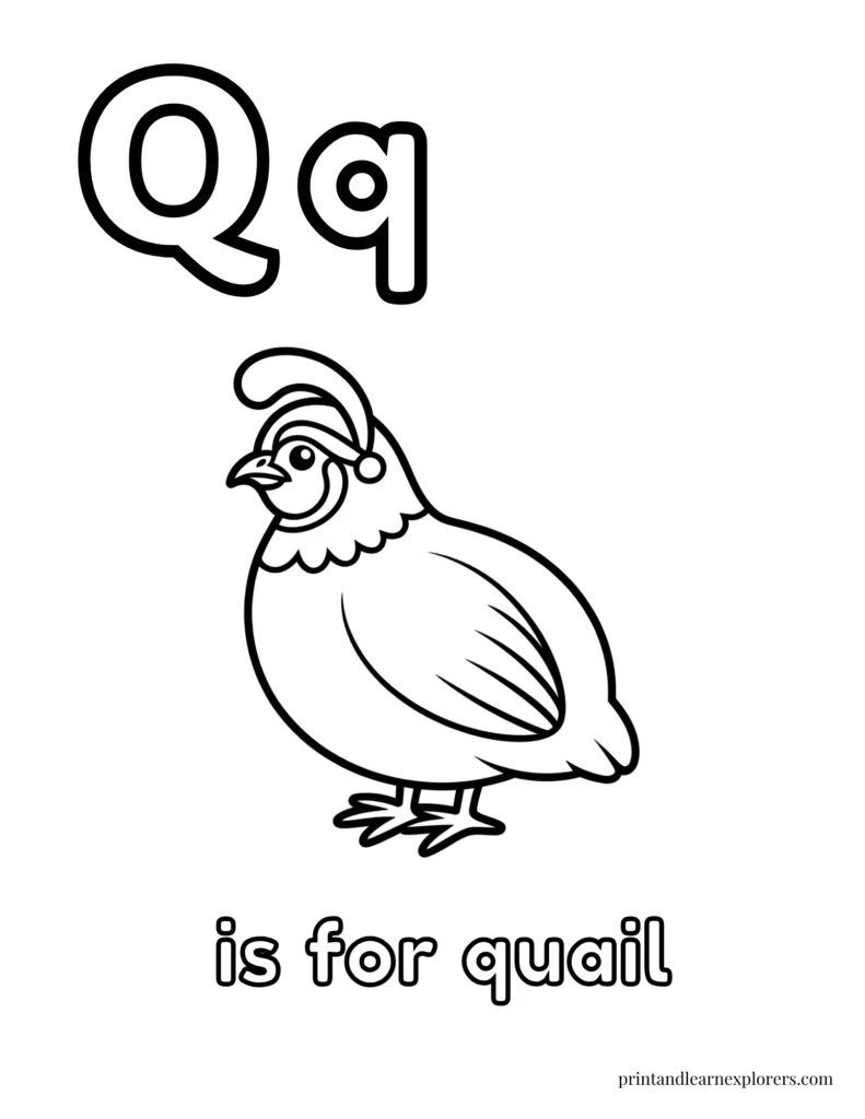 Letter Q is for quail coloring page