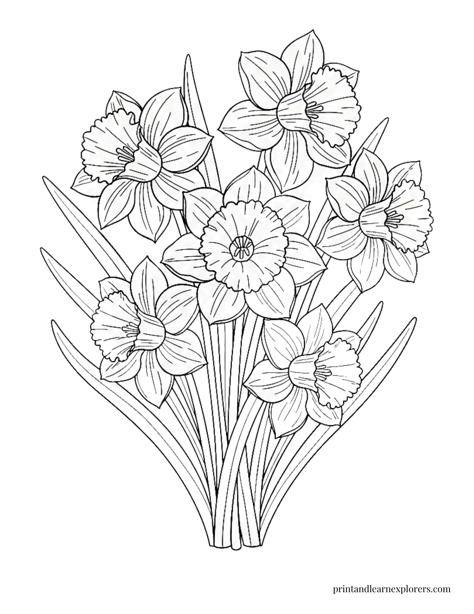 Spring Flowers Coloring Pages Daffodils Detailed