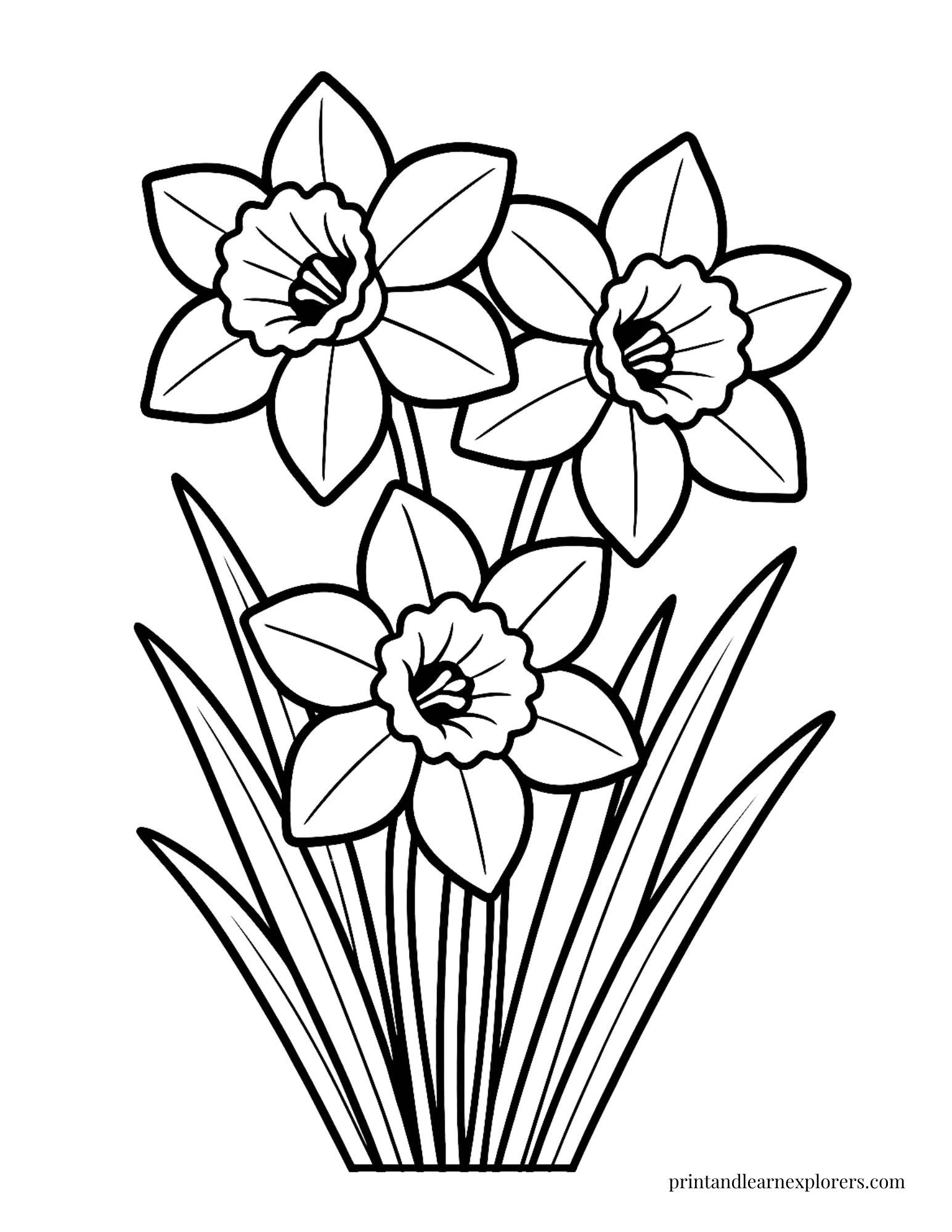 Spring Flowers Coloring Pages Daffodils Preschool