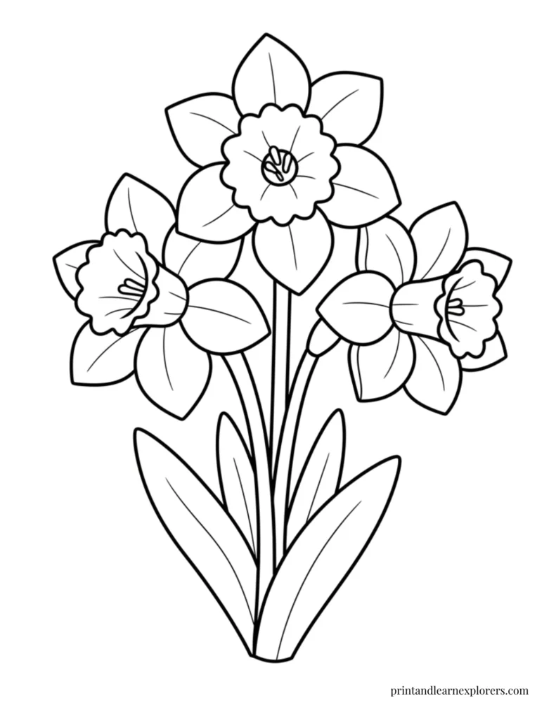 Spring flowers coloring pages daffodils simple