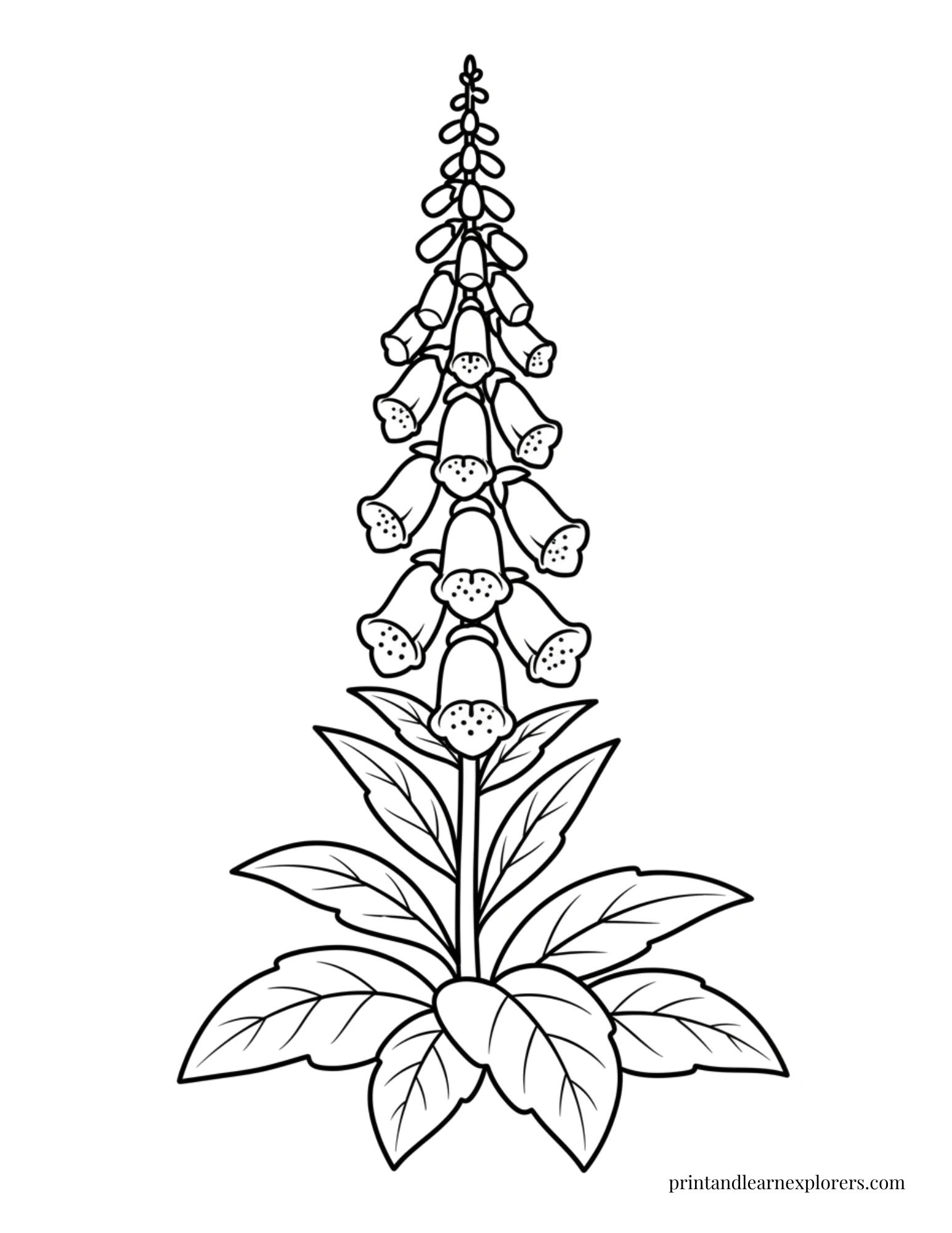 Spring Flowers Coloring Pages Foxglove Easy