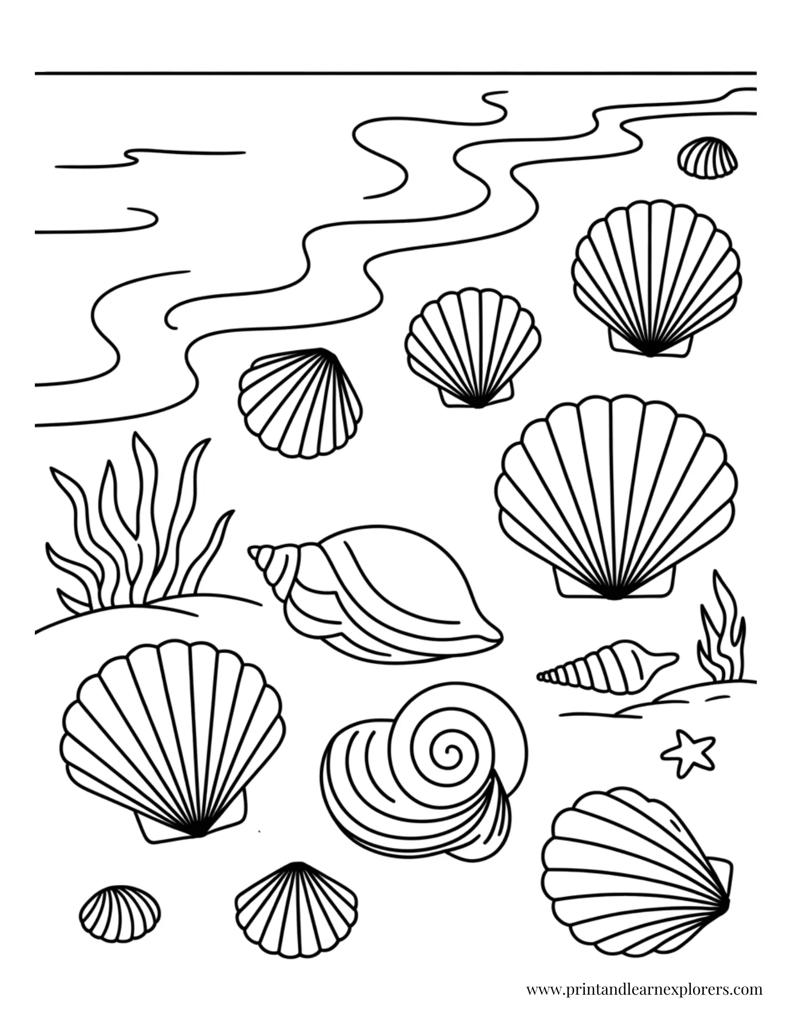Simple bold lines shells by sea coloring page